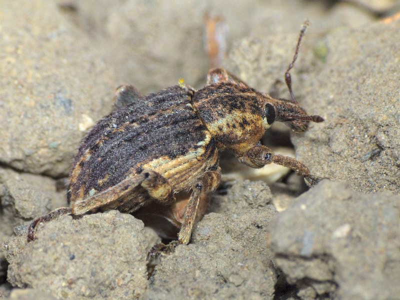 Brachypera zoilus (Scopoli, 1763)